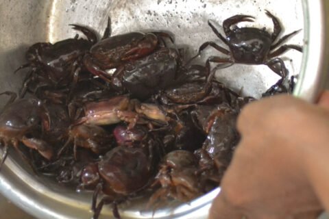 10. Auch Som Tam mit diesen Weichschalen Krabben, rohen Bohnen und unreifer Papaya ist ein NoEat. Es gibt soviel leckere Sachen auf dieser Welt...